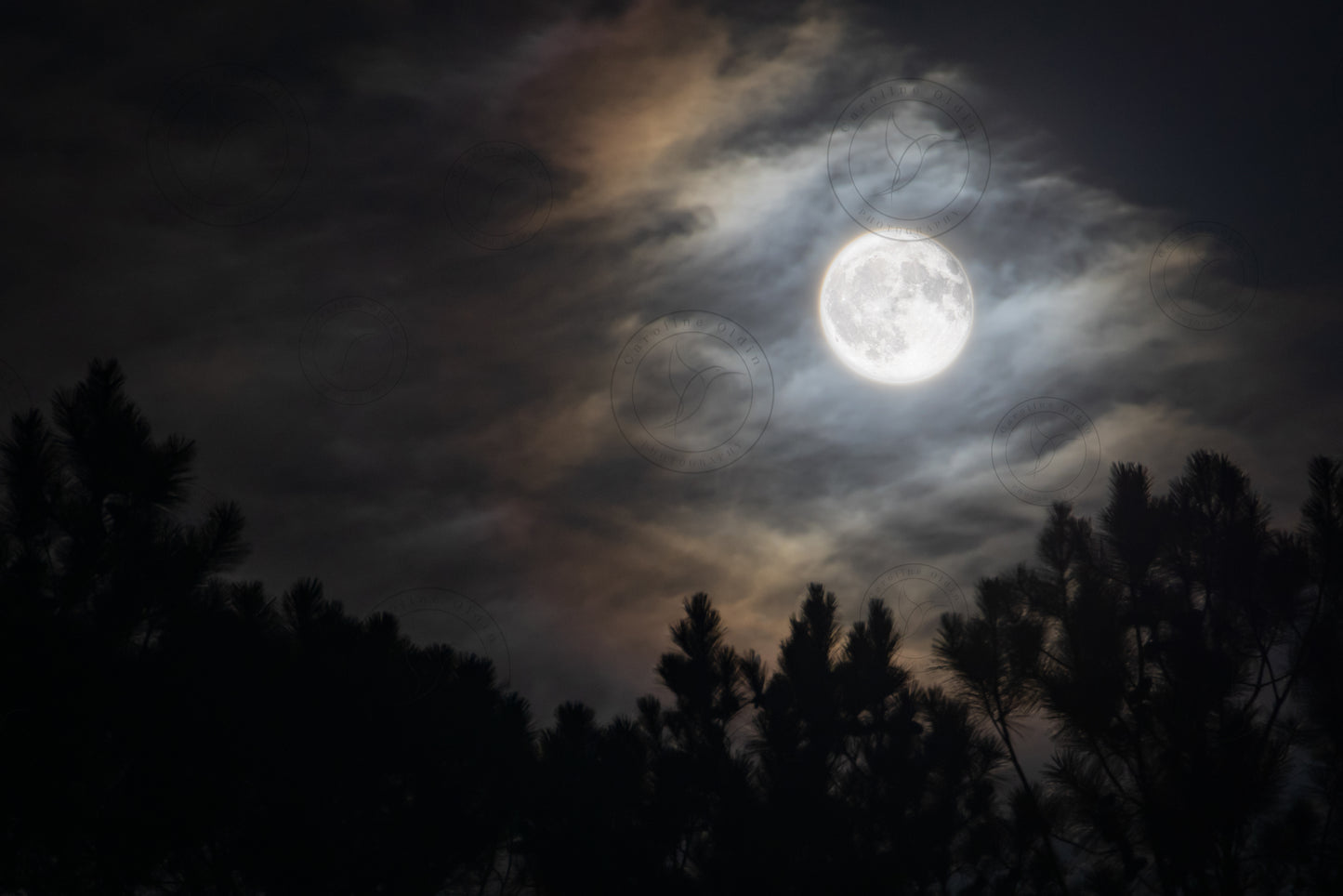 Nature's Watchful Eye