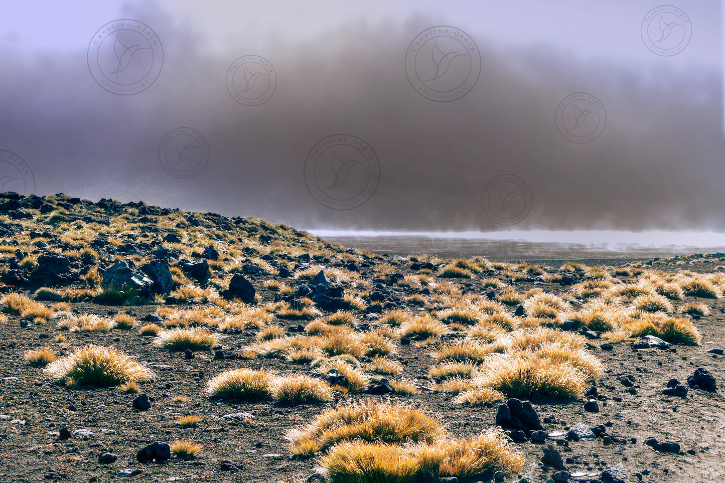 Misty Red Tussock